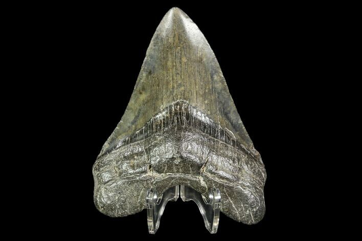 Fossil Megalodon Tooth - Georgia #104563